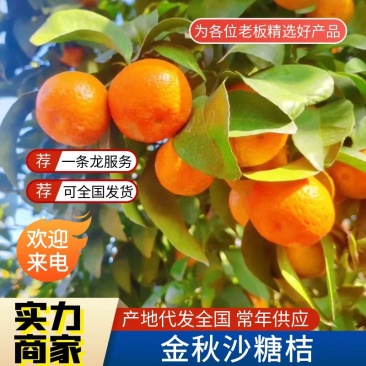 精品沙糖桔大量有货对接市场电商商超一手货源