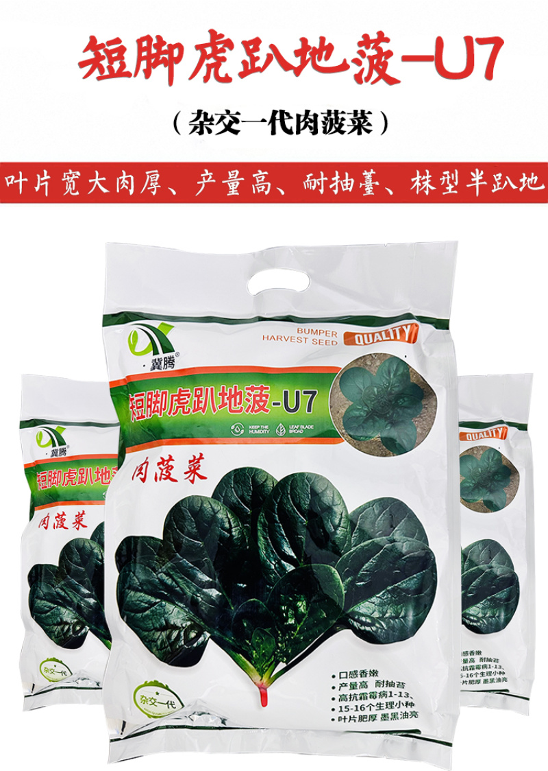 短脚虎趴地菠菜种子5斤肉菠菜种子高产墨黑油亮耐抽苔