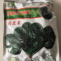 短脚虎趴地菠菜种子5斤肉菠菜种子高产墨黑油亮耐抽苔