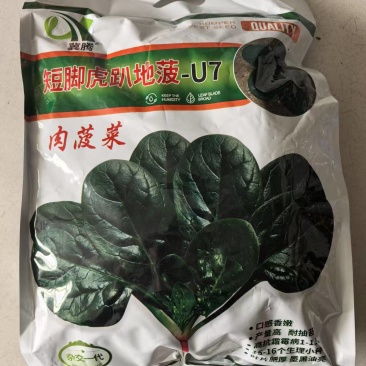 短脚虎趴地菠菜种子5斤肉菠菜种子高产墨黑油亮耐抽苔