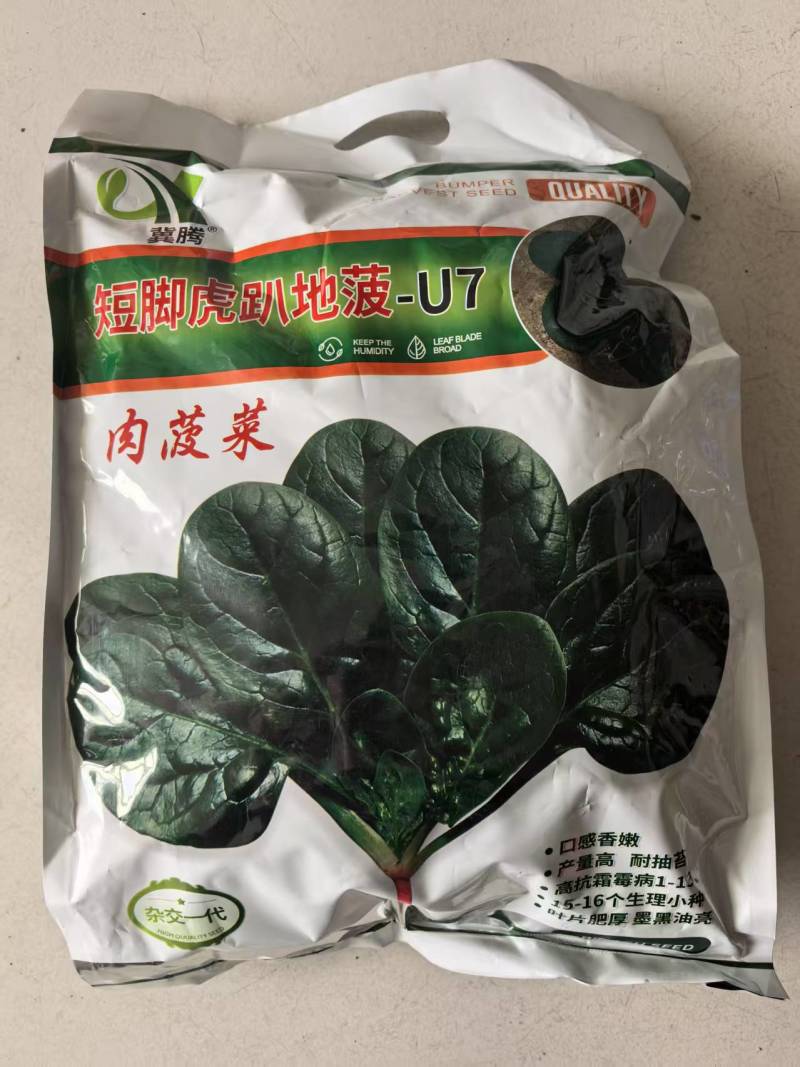 短脚虎趴地菠菜种子5斤肉菠菜种子高产墨黑油亮耐抽苔