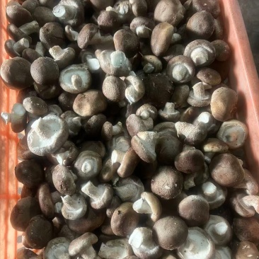 东北平台菇海城工厂菇一手货源供应充足，欢迎来电咨询。