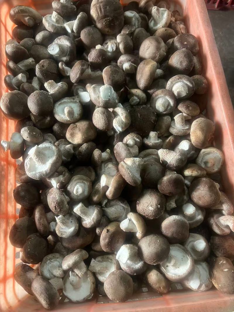 东北平台菇海城工厂菇一手货源供应充足，欢迎来电咨询。