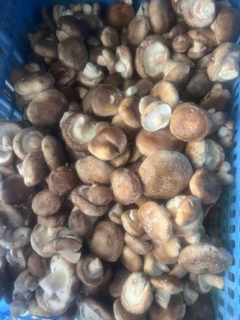 东北平台菇海城工厂菇一手货源供应充足，欢迎来电咨询。