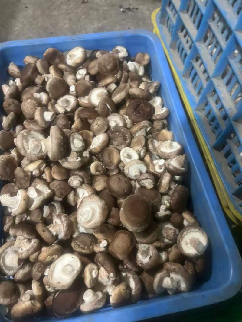 东北平台菇海城工厂菇一手货源供应充足，欢迎来电咨询。
