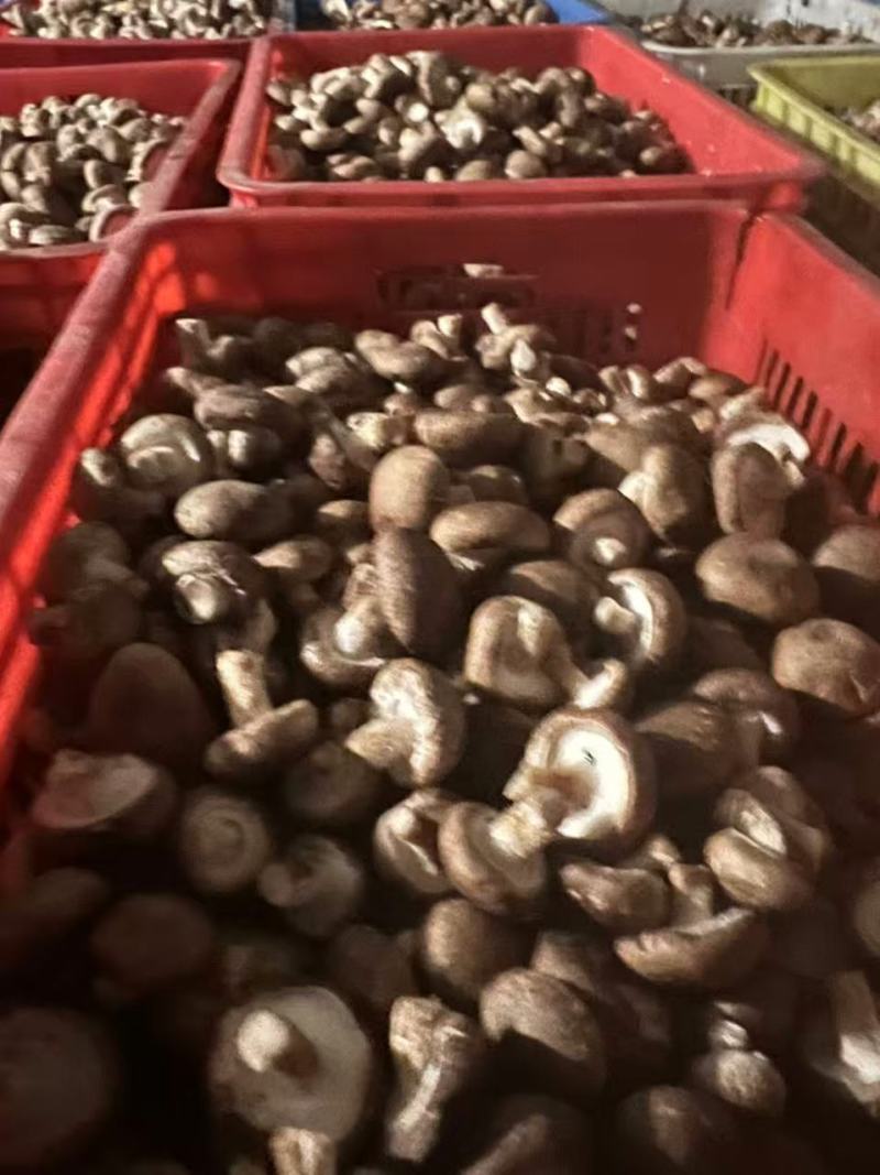 东北平台菇海城工厂菇一手货源供应充足，欢迎来电咨询。