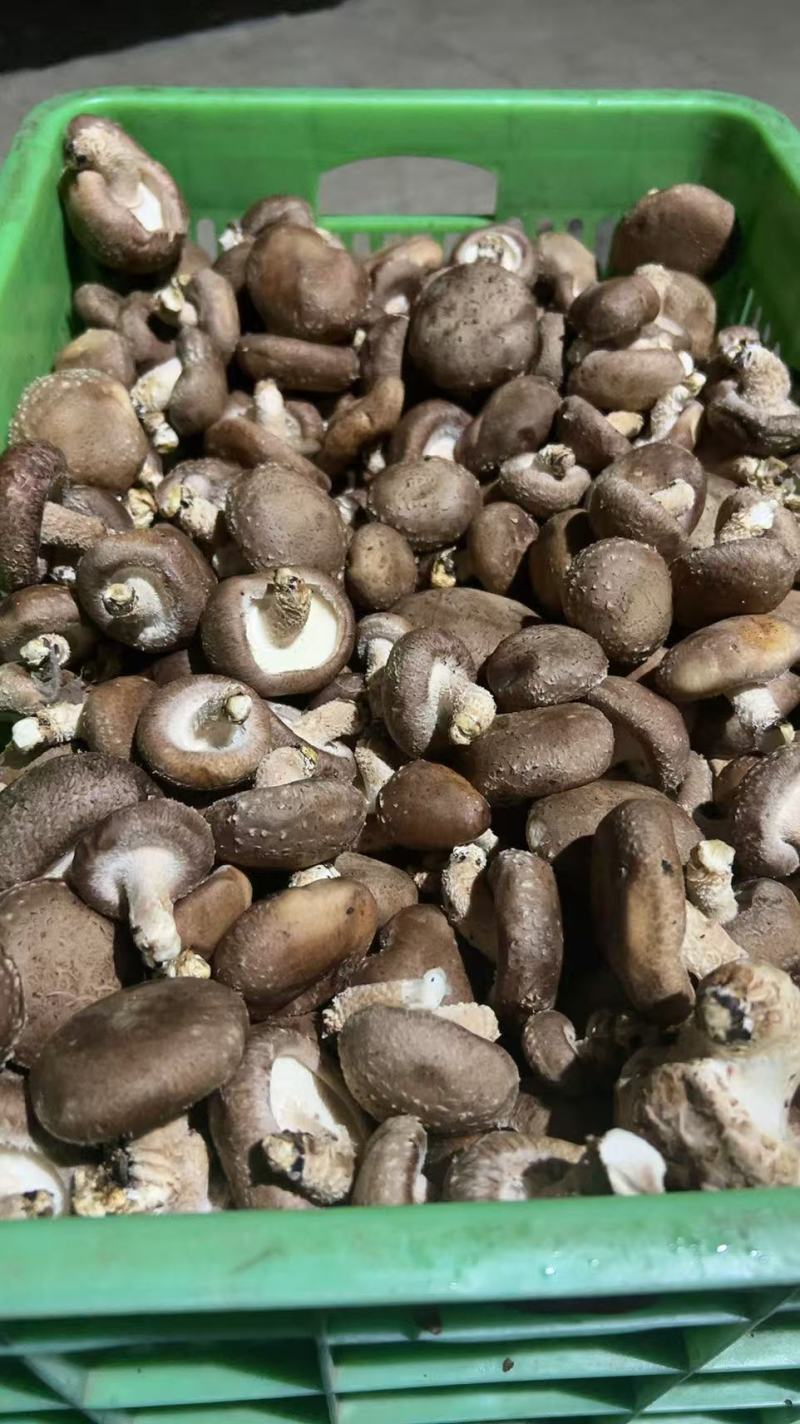 东北平台菇海城工厂菇一手货源供应充足，欢迎来电咨询。