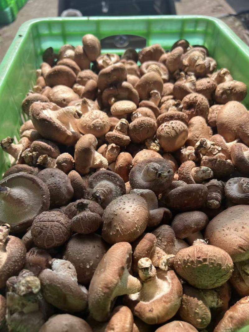 东北平台菇海城工厂菇一手货源供应充足，欢迎来电咨询。