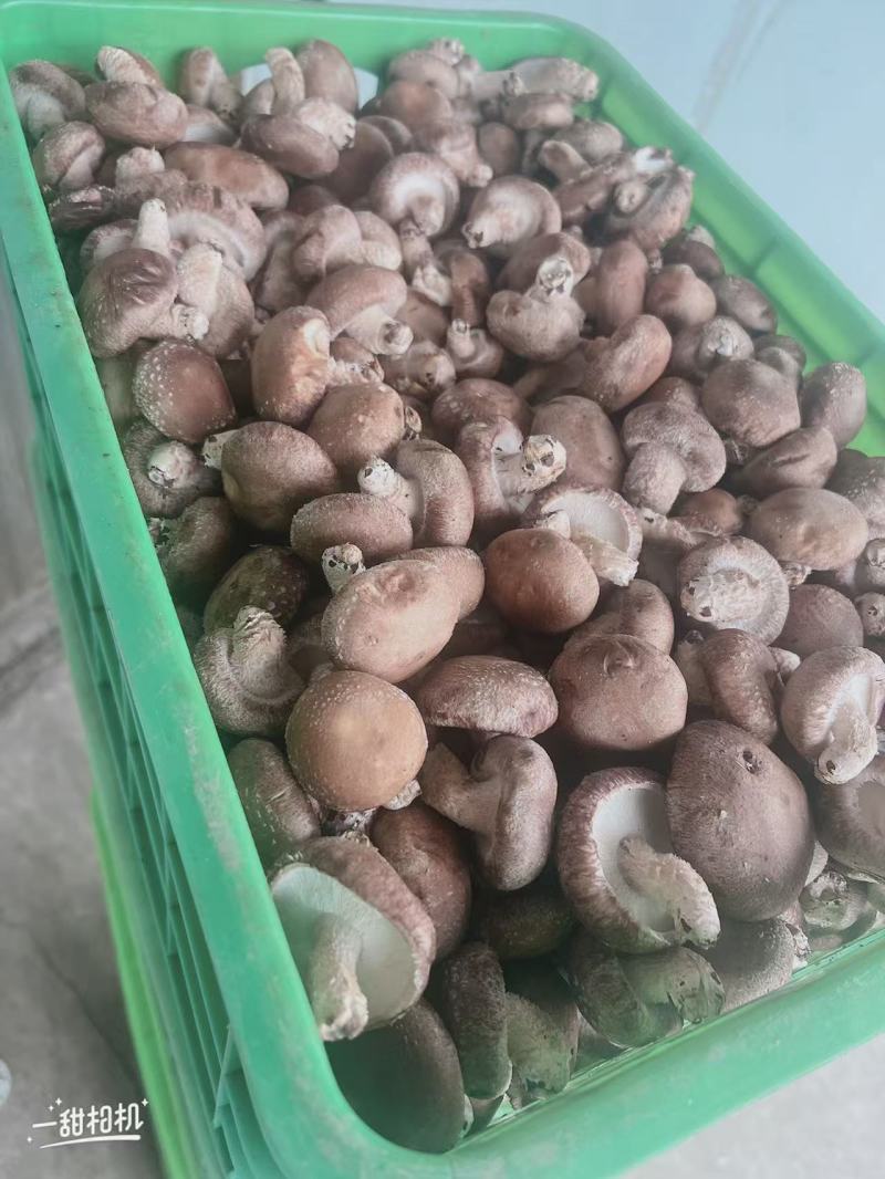 东北平台菇海城工厂菇一手货源供应充足，欢迎来电咨询。