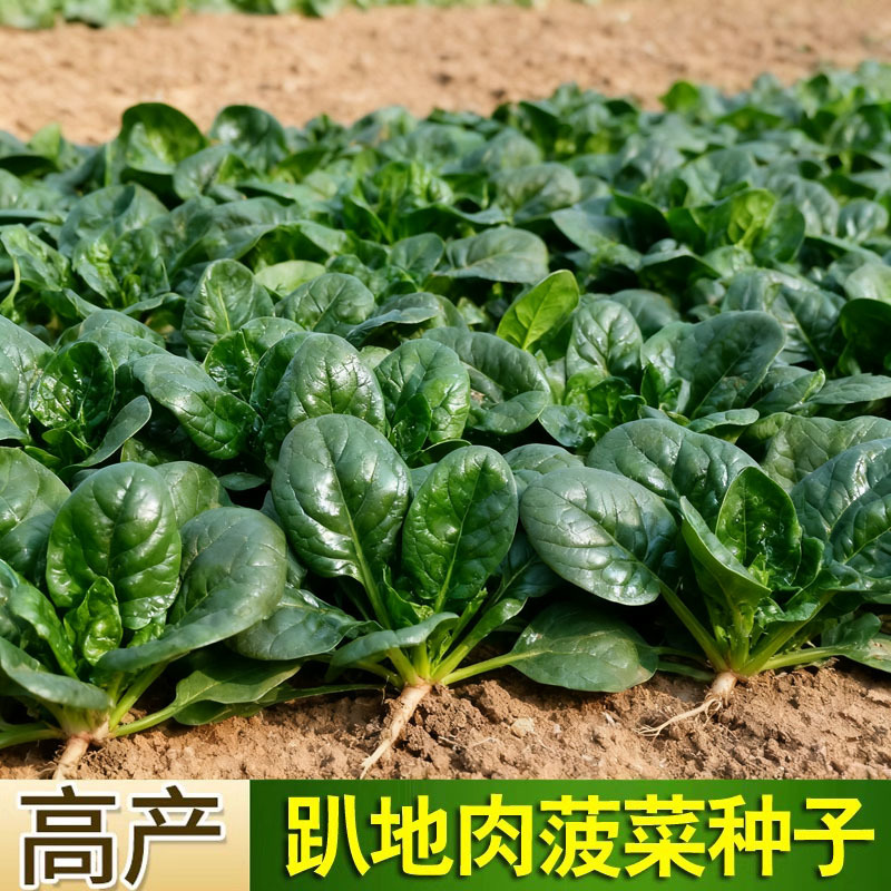 短脚虎趴地菠菜种子5斤肉菠菜种子高产墨黑油亮耐抽苔