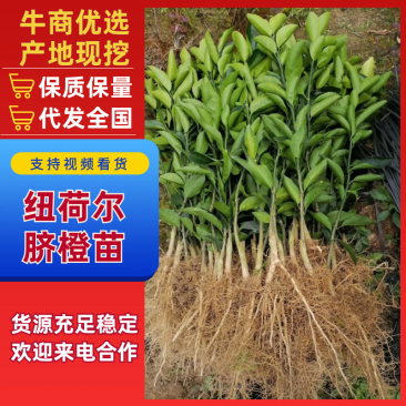 纽荷尔脐橙苗苗场直发提供技术假一赔十欢迎下单