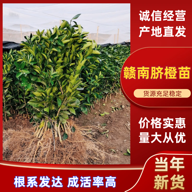 赣南脐橙苗江西正宗赣南脐橙苗产地直发规格齐全