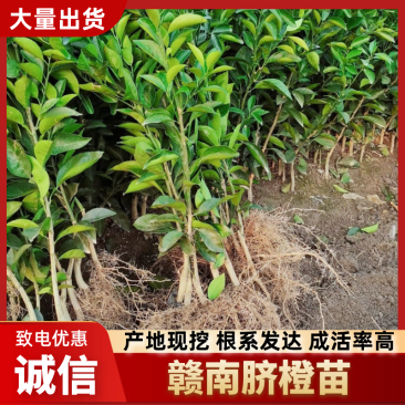 【赣南脐橙苗】赣南早熟脐橙苗提供技术支持保障品种
