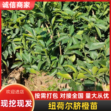 【橙子苗】纽荷尔脐橙苗血橙苗脐橙杯苗品种齐全量大从优