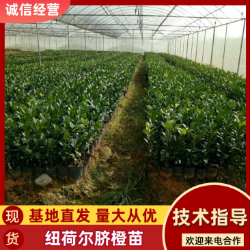 【放心购买】纽荷尔脐橙苗品种正宗包售后服务欢迎下单
