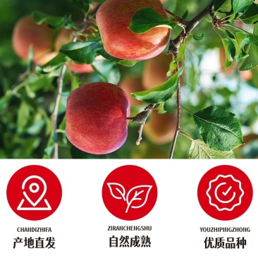 陕西中卫冰糖心红富士一件代发