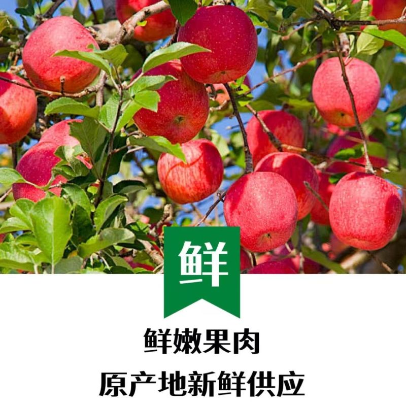 陕西中卫冰糖心红富士一件代发