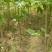 桑葚树苗实生桑苗绿化占地种植苗圃直发提供技术