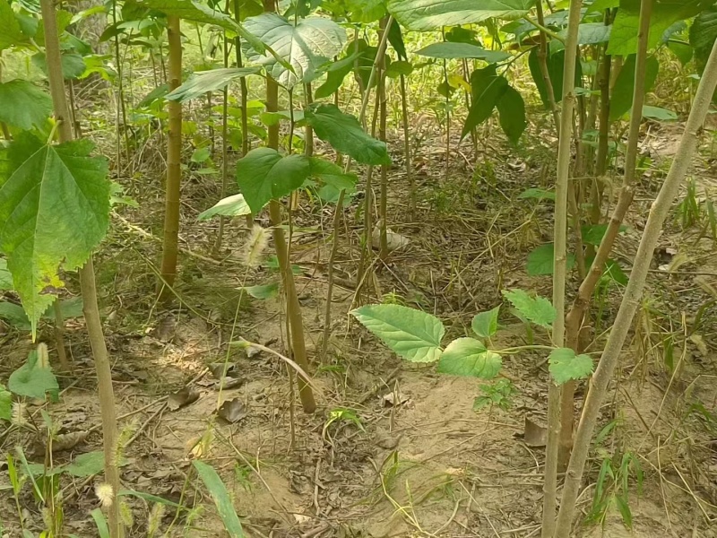 桑葚树苗实生桑苗绿化占地种植苗圃直发提供技术
