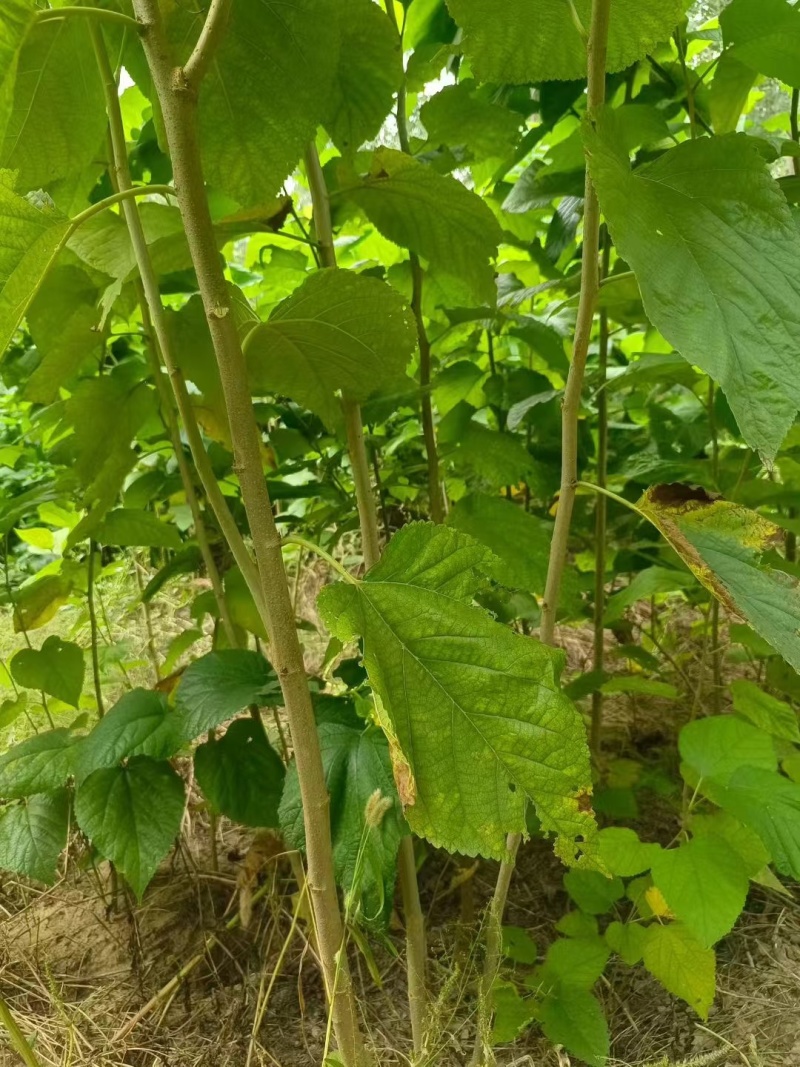 桑葚树苗实生桑苗绿化占地种植苗圃直发提供技术