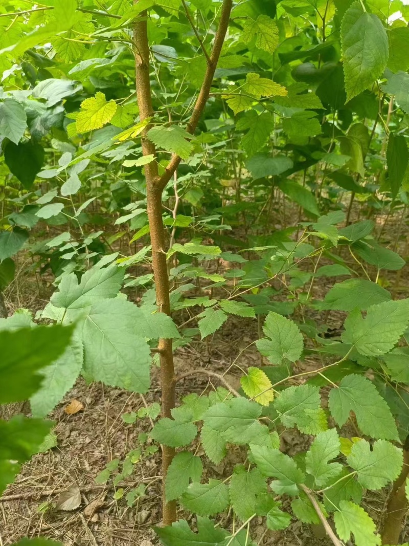 桑葚树苗实生桑苗绿化占地种植苗圃直发提供技术