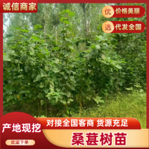 桑葚树苗实生桑苗绿化占地种植苗圃直发提供技术