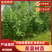 桑葚树苗实生桑苗绿化占地种植苗圃直发提供技术