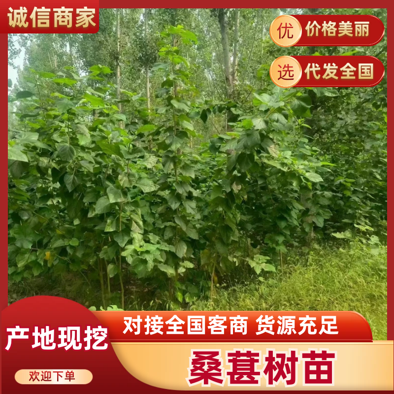 桑葚树苗实生桑苗绿化占地种植苗圃直发提供技术