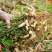 2025年货龙岩红皮花生七彩花生黑皮花生厂家工厂