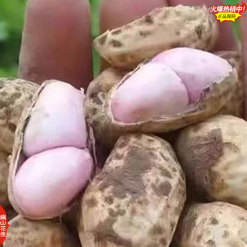 福建龙岩黑皮花生湿烤七彩水煮红皮花生加工销售厂家2025
