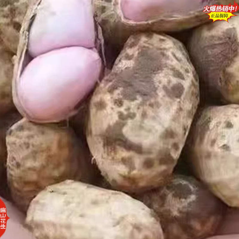 福建龙岩黑皮花生湿烤七彩水煮红皮花生加工销售厂家2025