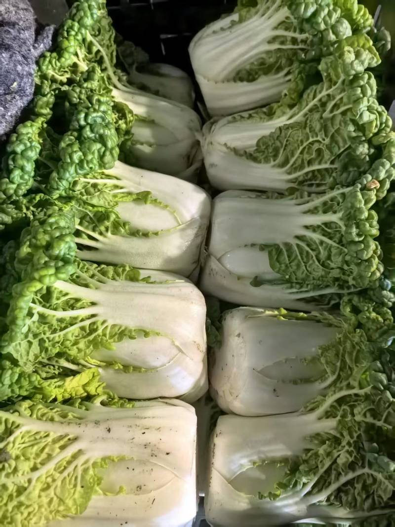 黄心菜大量上市产地直发一手货源对接全国市场商超电商