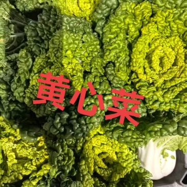 黄心菜大量上市产地直发一手货源对接全国市场商超电商