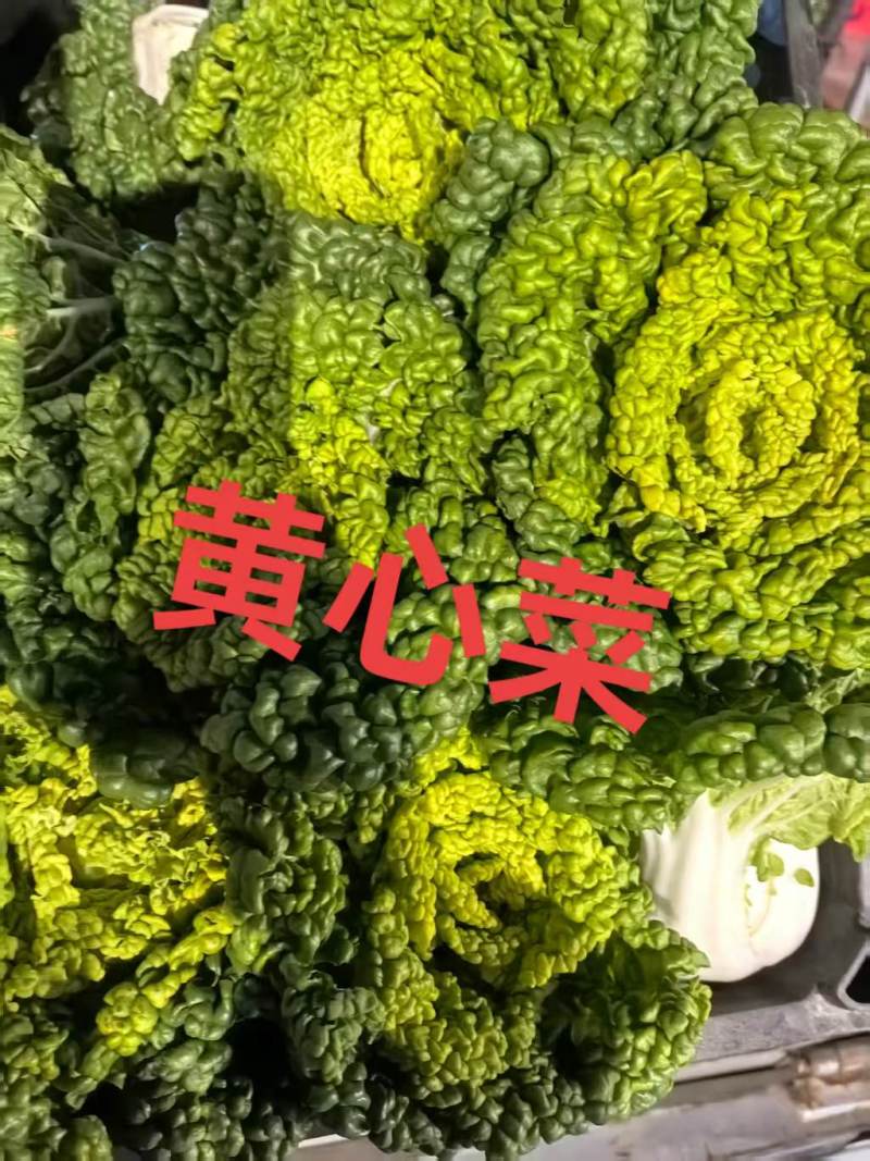 黄心菜大量上市产地直发一手货源对接全国市场商超电商