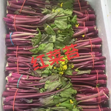 安徽精品红菜苔即将上市现摘现发品质保证欢迎来电洽谈