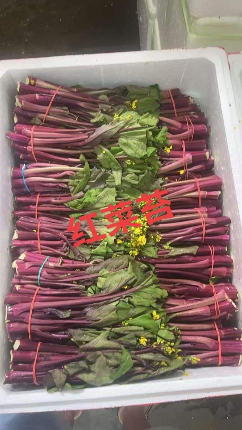 安徽精品红菜苔即将上市现摘现发品质保证欢迎来电洽谈