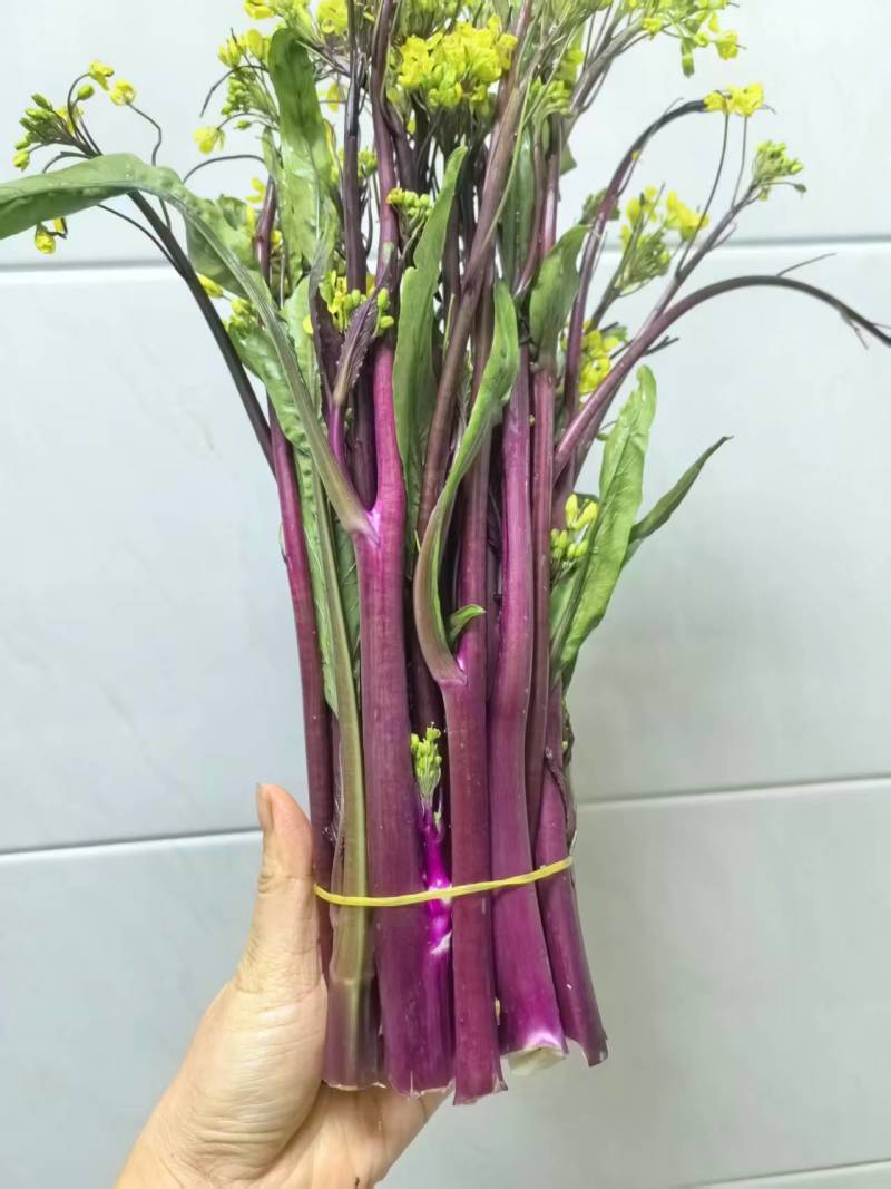安徽精品红菜苔即将上市现摘现发品质保证欢迎来电洽谈