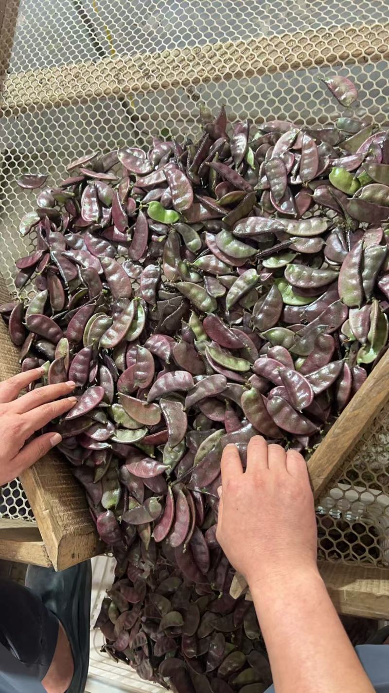 红扁豆品质保证产地直发价格优惠实力商家诚信经营