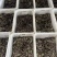 红扁豆品质保证产地直发价格优惠实力商家诚信经营