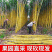 《精选》黄皮甘蔗/河北大名基地直供/现砍现卖/欢迎来电谈