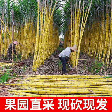 【黄皮甘蔗】河北甘蔗/基地直供(农户自种现砍现发)现货