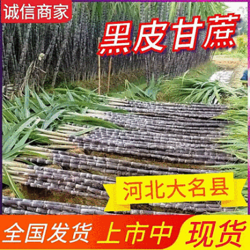 《精选》黑皮甘蔗/河北甘蔗/自家种植/随到随砍/欢迎来电