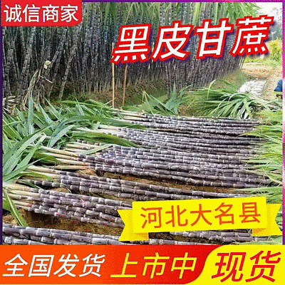 河北黑皮甘蔗【现砍现发农户自种】随到随装/欢迎来电