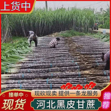 《农家自种》河北甘蔗/黑皮甘蔗大量有货/现砍现发/现货供