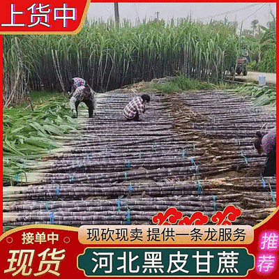 《农家自种》河北甘蔗/黑皮甘蔗大量有货/现砍现发/现货供