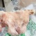 内蒙白羊头肉熟羊肉去骨无冰出称率高真空包装量大从优