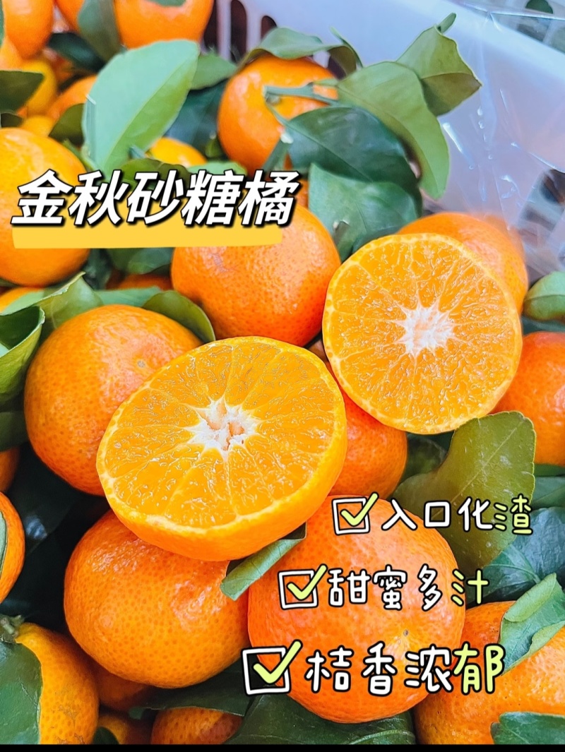 四川金秋砂糖产地一手货源，现摘现发，规格齐全，价格可谈