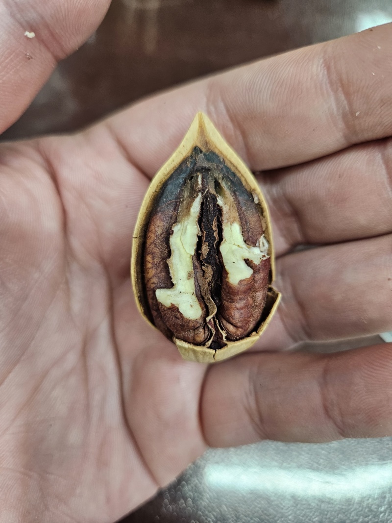 碧根果，电商货大量现货