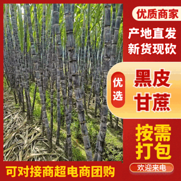 广西黑皮甘蔗，诚信经营，产地直销。欢迎采购。
