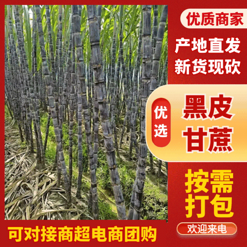 广西黑皮甘蔗，诚信经营，产地直销。欢迎采购。